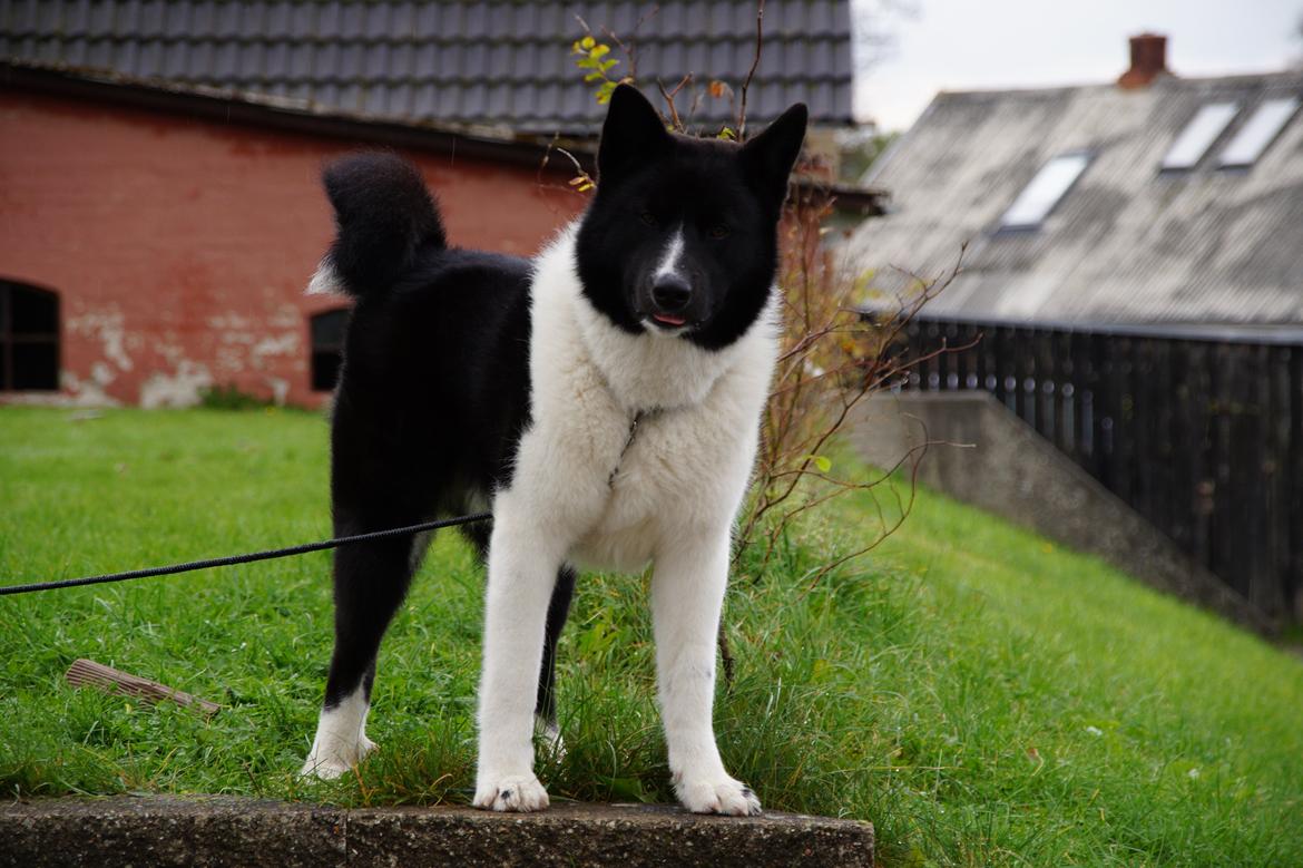 Karelsk bjørnehund Bastian billede 5