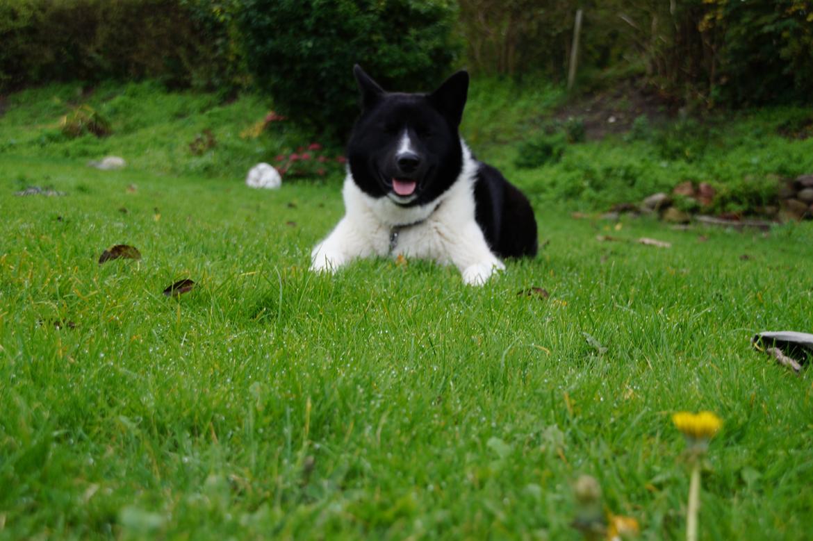Karelsk bjørnehund Bastian billede 6