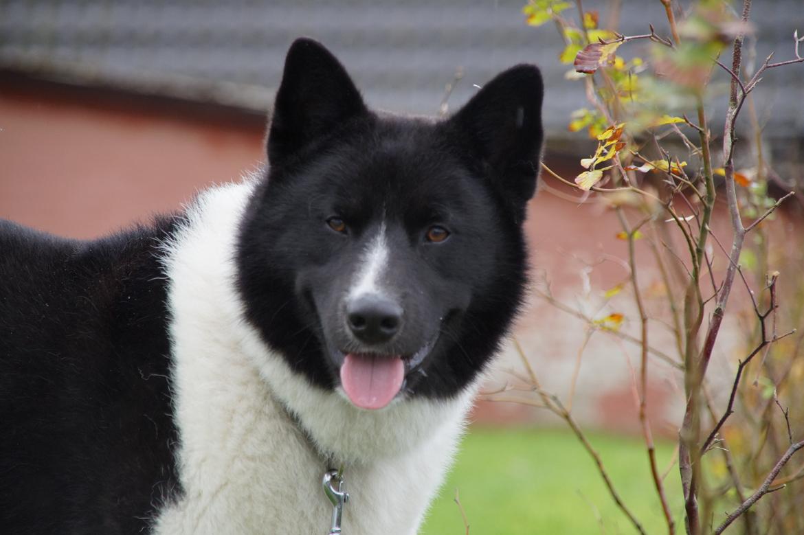 Karelsk bjørnehund Bastian billede 7