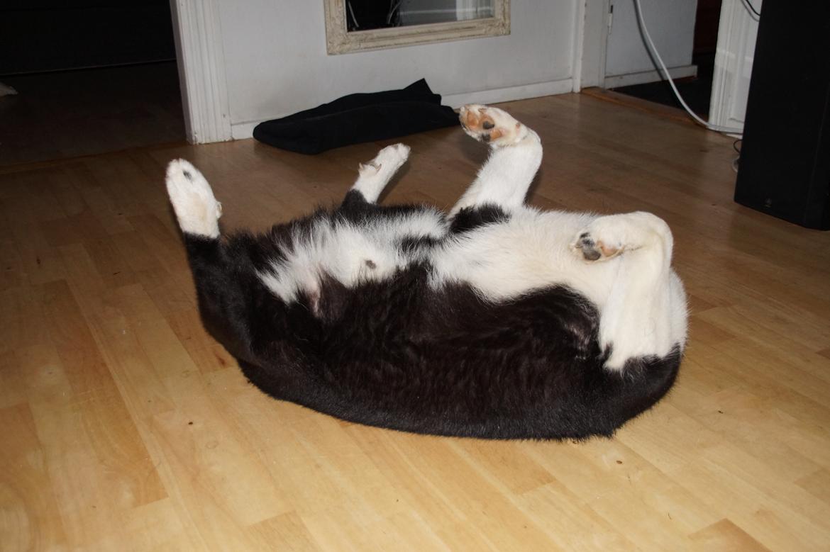 Karelsk bjørnehund Bastian billede 8