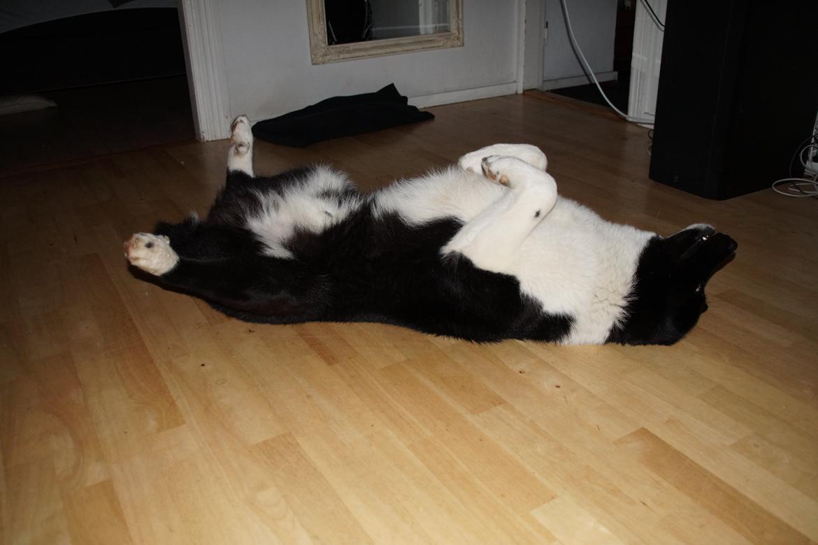 Karelsk bjørnehund Bastian billede 9