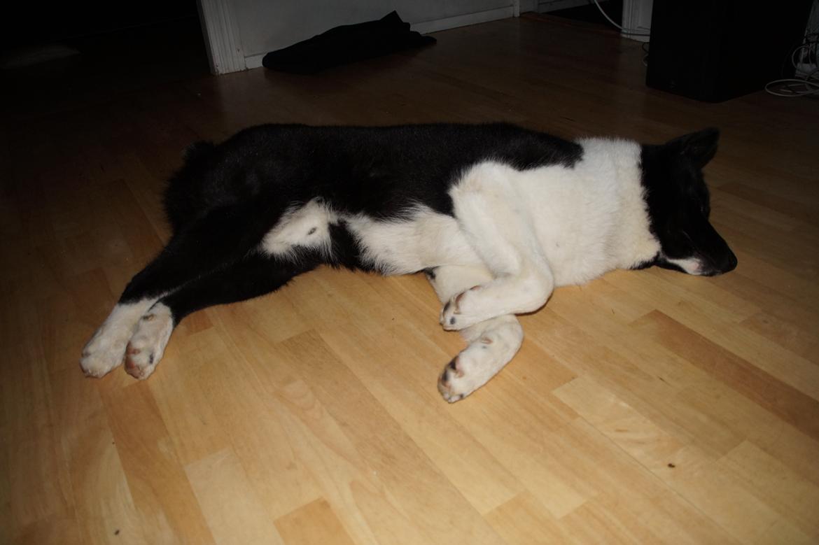 Karelsk bjørnehund Bastian billede 10