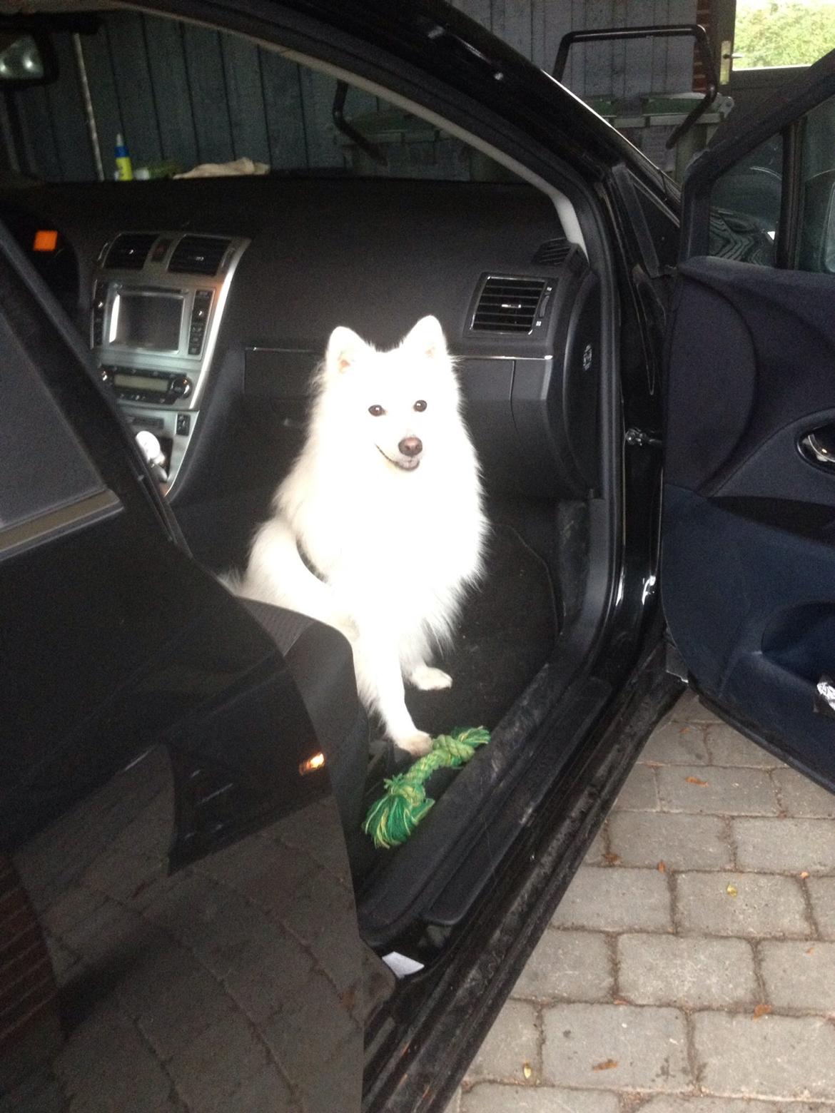 Japansk spids Kenzo billede 13