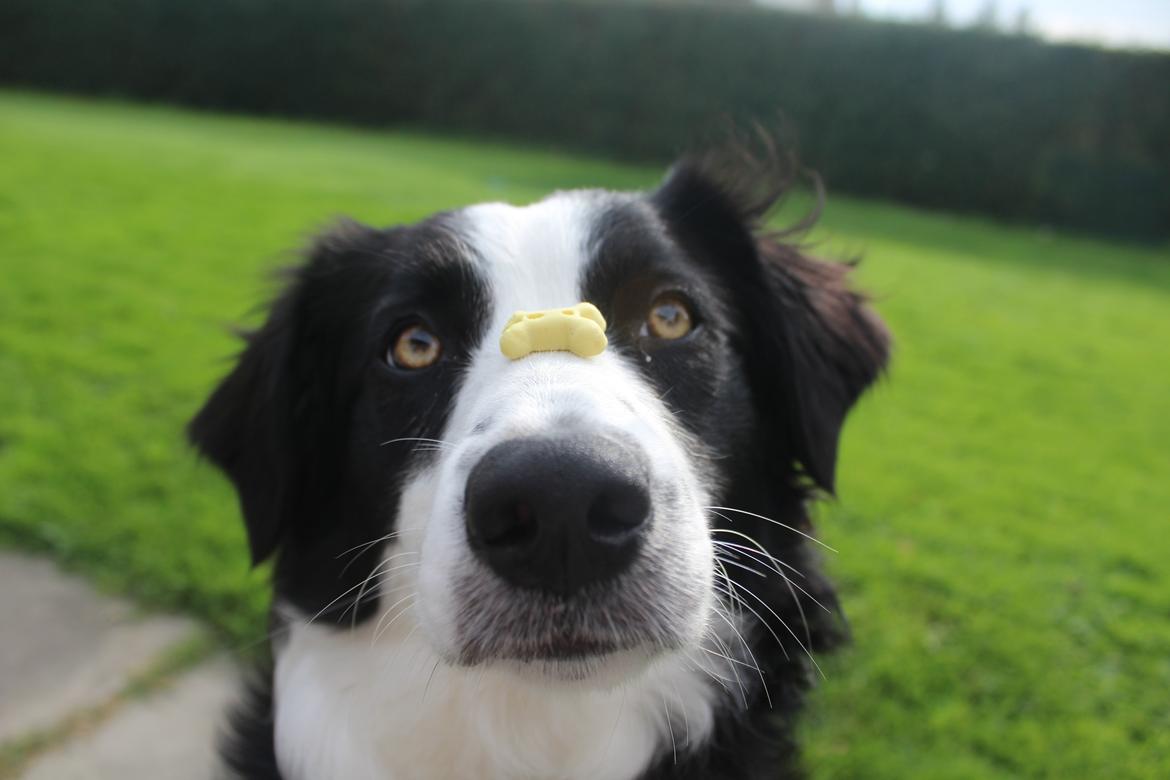 Border collie og labrador -Bailey billede 19