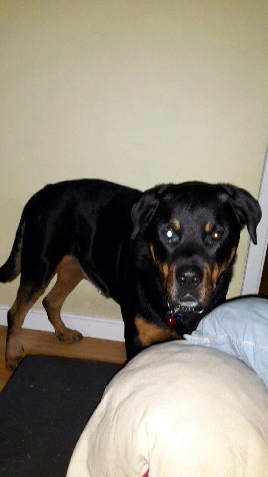 Rottweiler Coco . R.I.P billede 8