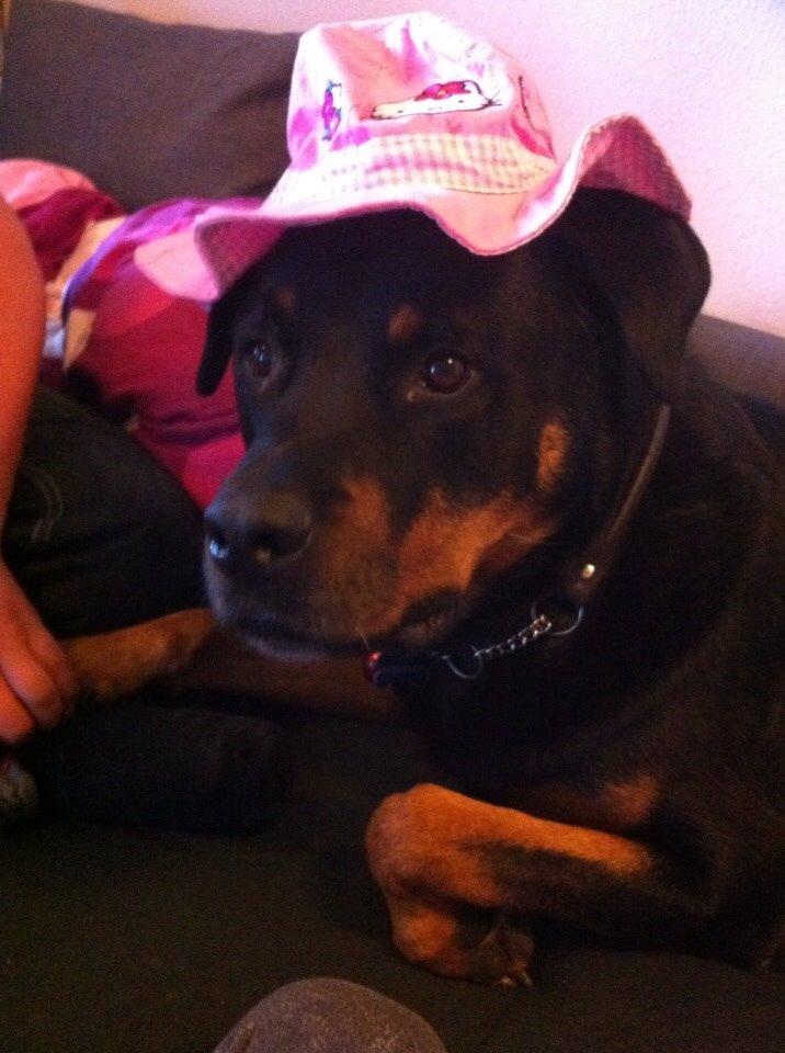 Rottweiler Coco . R.I.P billede 6
