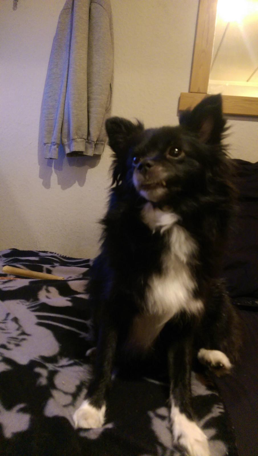 Blanding af racer Lille billede 7