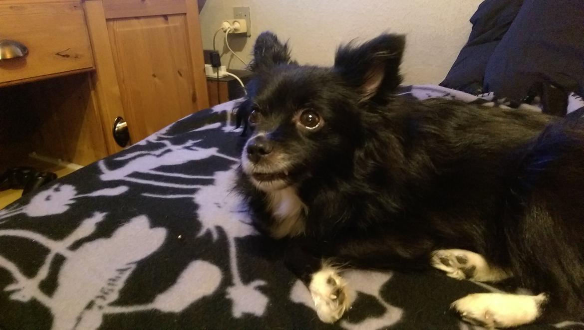 Blanding af racer Lille billede 8