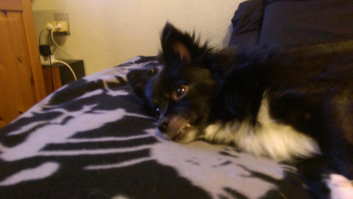 Blanding af racer Lille billede 9