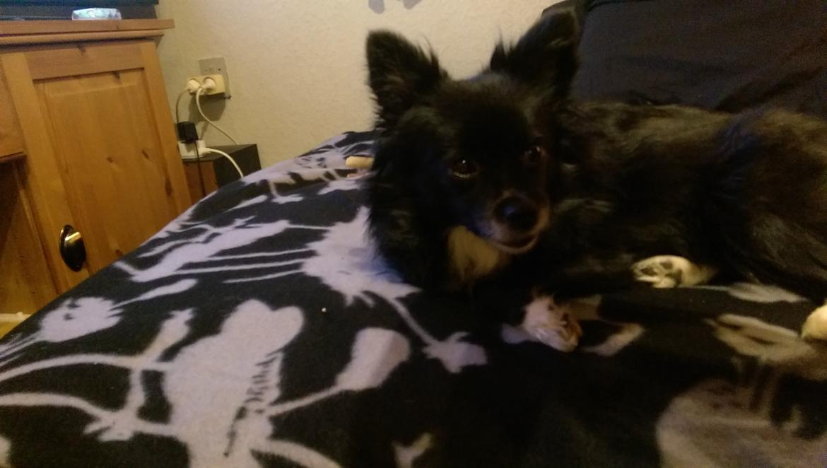 Blanding af racer Lille billede 10