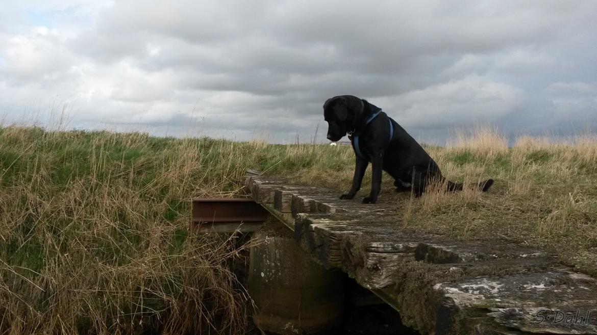 Labrador retriever Sofus - Mon jeg kan se fisk nede i vandet? :P billede 3