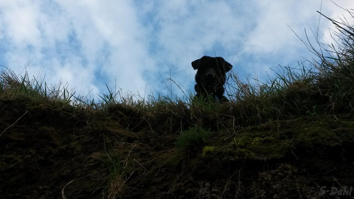 Labrador retriever Sofus - Hvad laver du dernede mor? :D billede 4