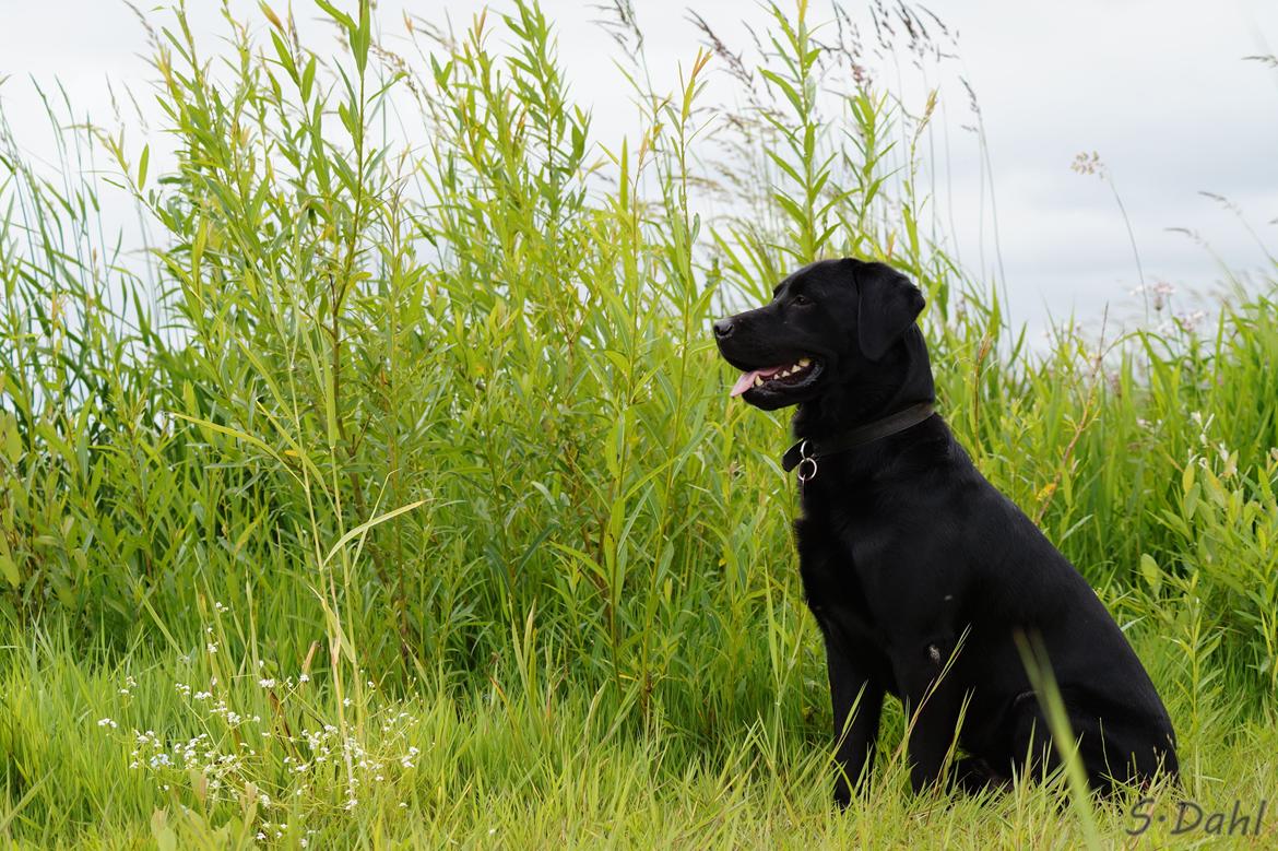 Labrador retriever Sofus billede 5