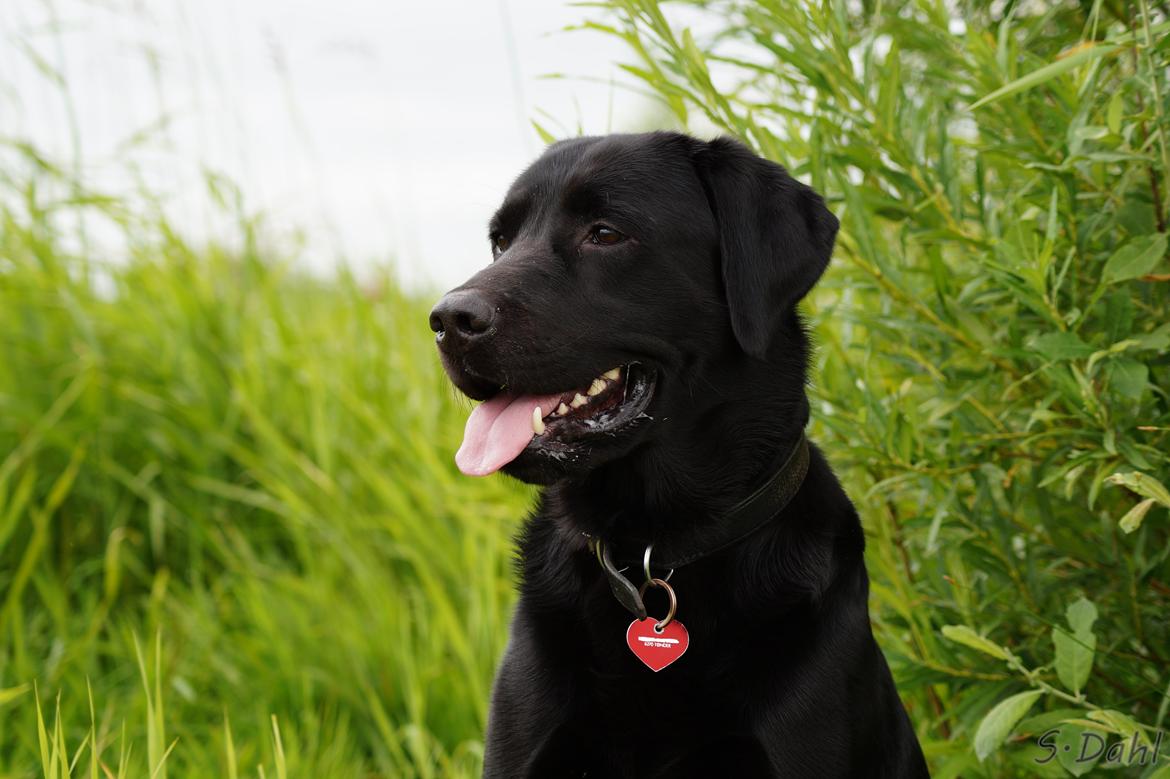 Labrador retriever Sofus billede 6