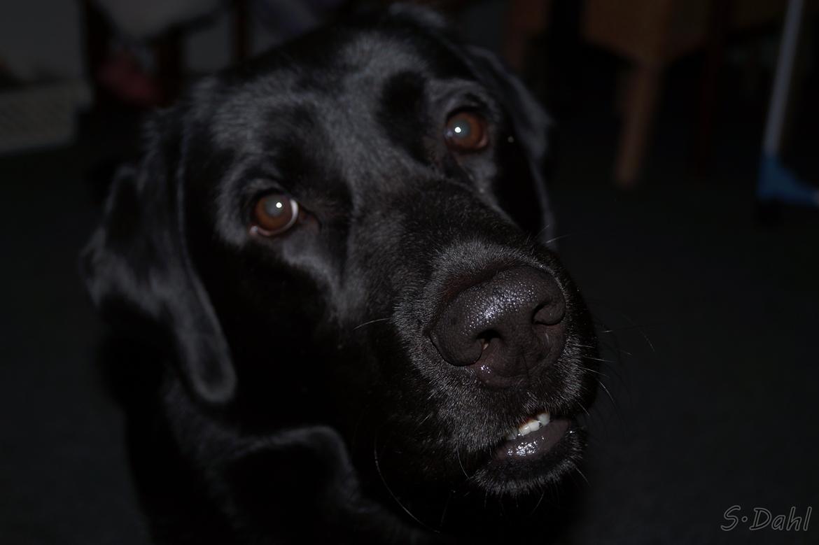 Labrador retriever Sofus - Sagde du noget? billede 7