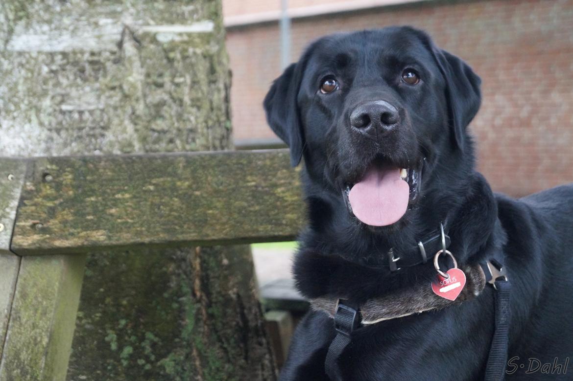 Labrador retriever Sofus billede 8