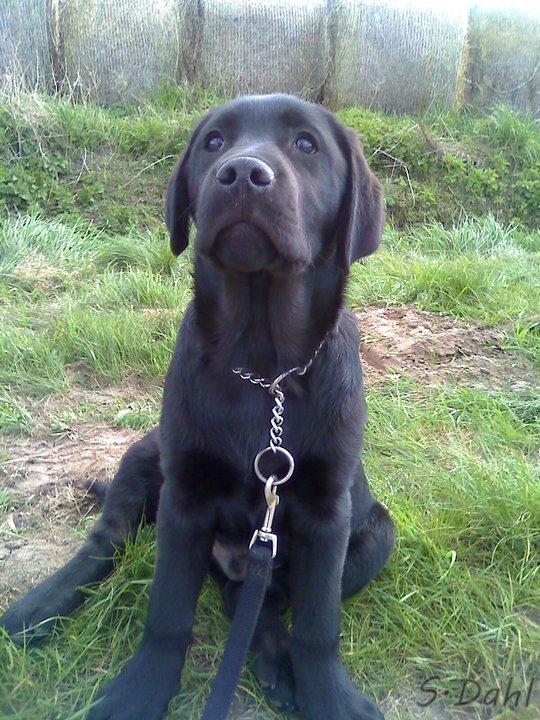 Labrador retriever Sofus - Dette billede er taget den dag han blev min vaps <3 billede 1
