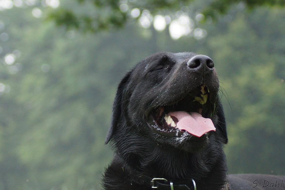 Labrador retriever Sofus billede 10