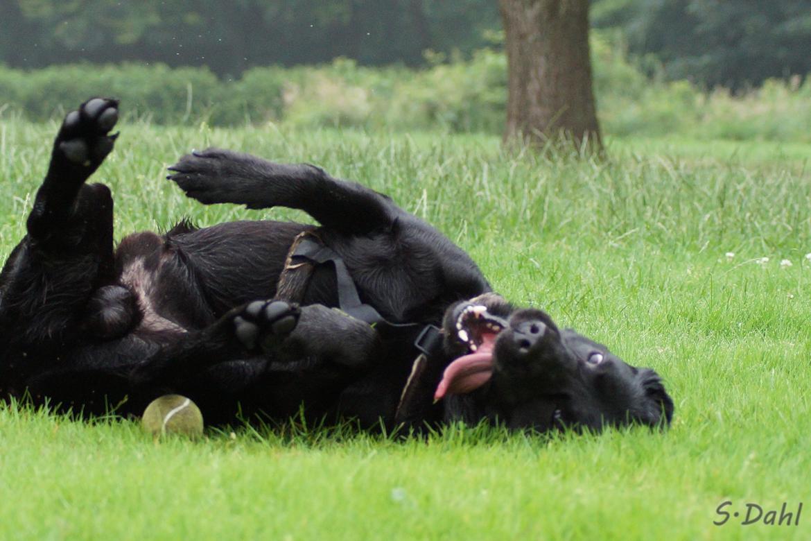 Labrador retriever Sofus - Du rammer helt klart bolden :P billede 11