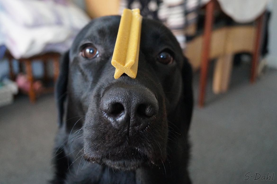 Labrador retriever Sofus - Tålmodighed og stille kan det lade sig gøre ;) billede 12