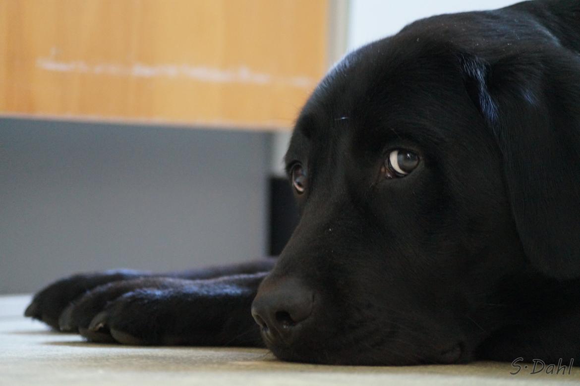 Labrador retriever Sofus billede 13