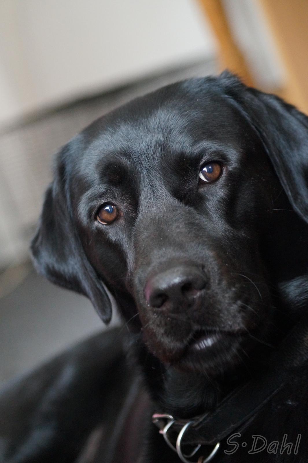 Labrador retriever Sofus billede 14