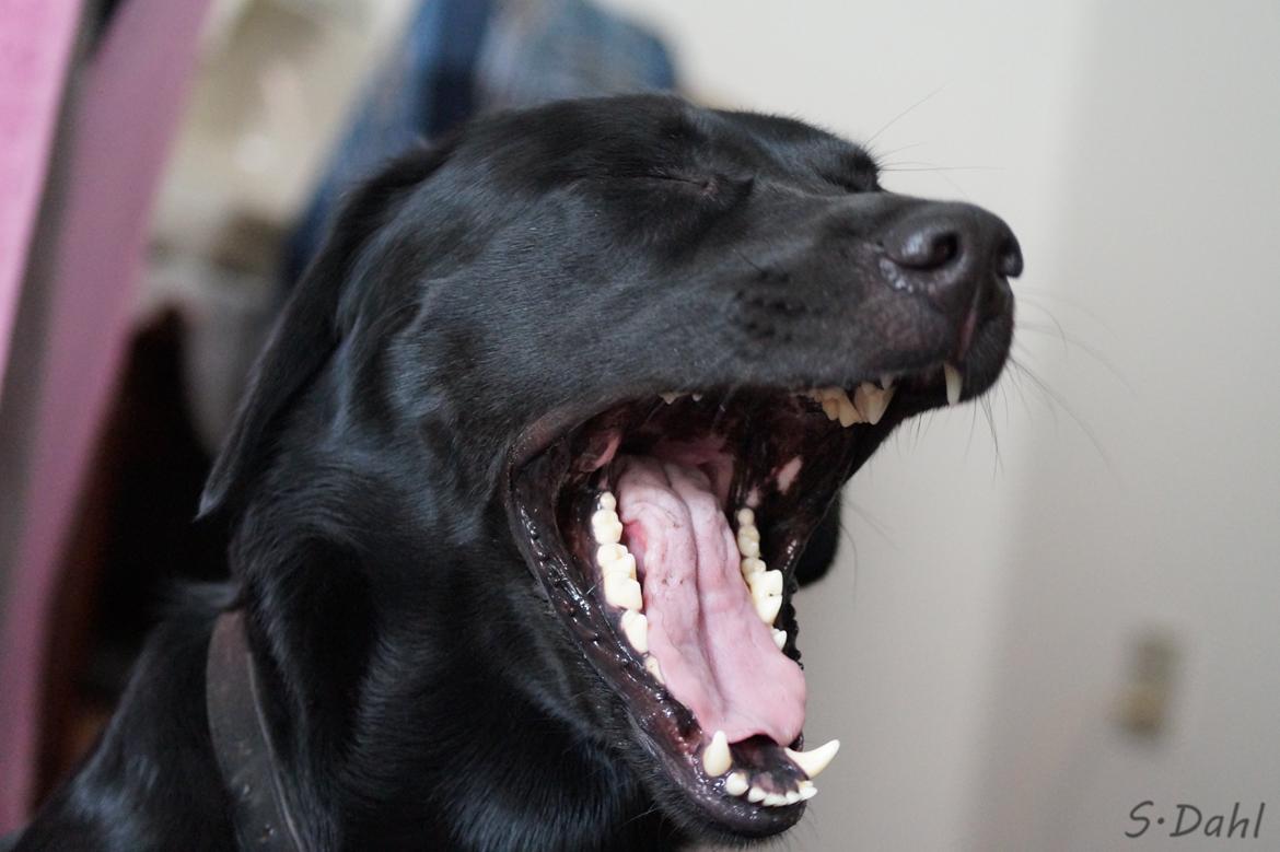 Labrador retriever Sofus billede 15