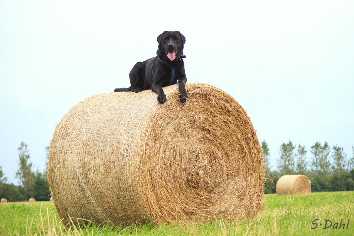 Labrador retriever Sofus billede 16