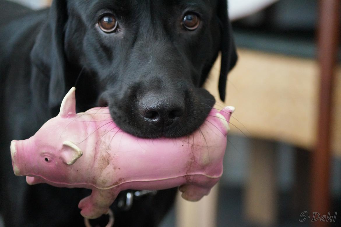 Labrador retriever Sofus - Sofus vil lige vise sin yndligs legetøj, nemlig hr. gris ;) billede 17
