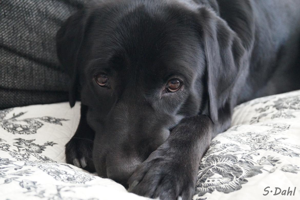 Labrador retriever Sofus billede 18