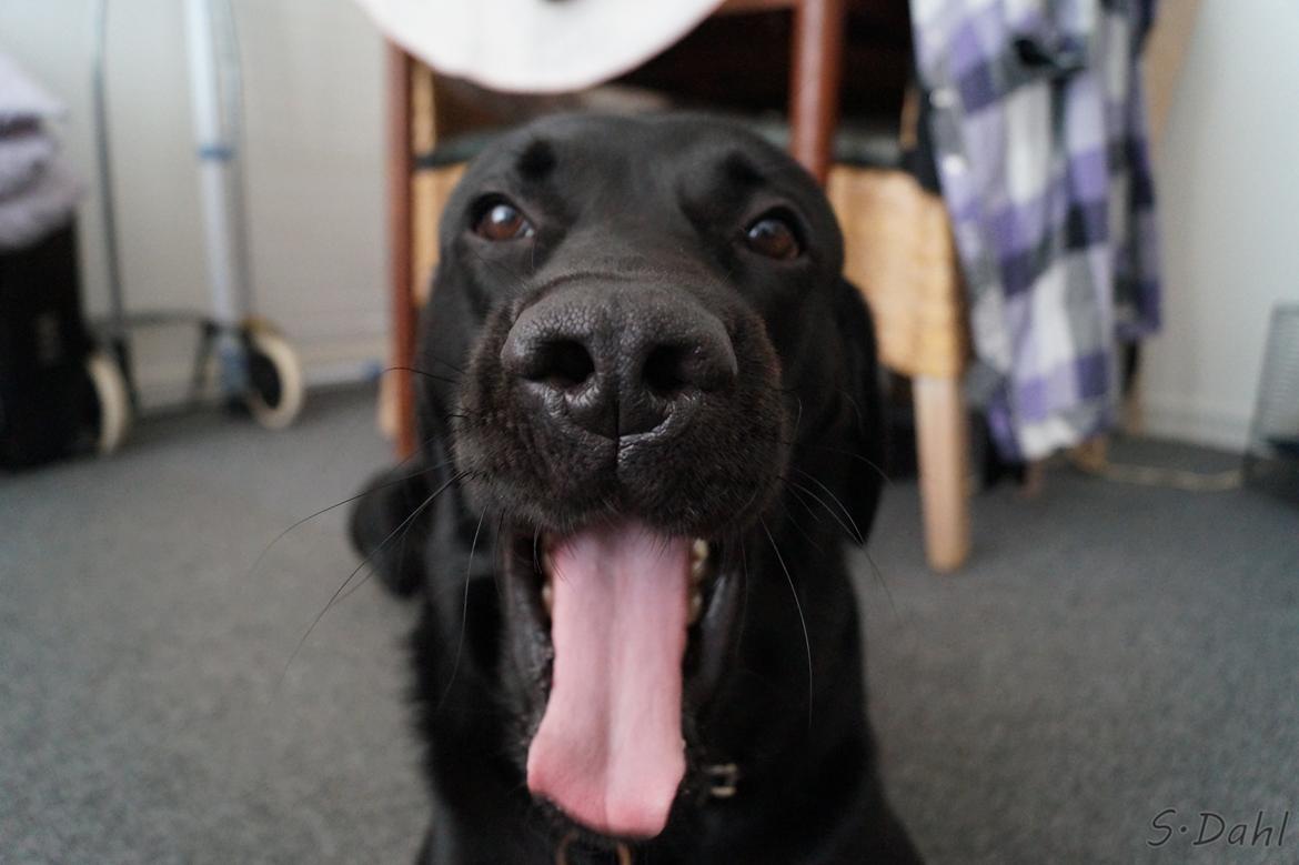 Labrador retriever Sofus - Gaber på kommando ;) billede 35