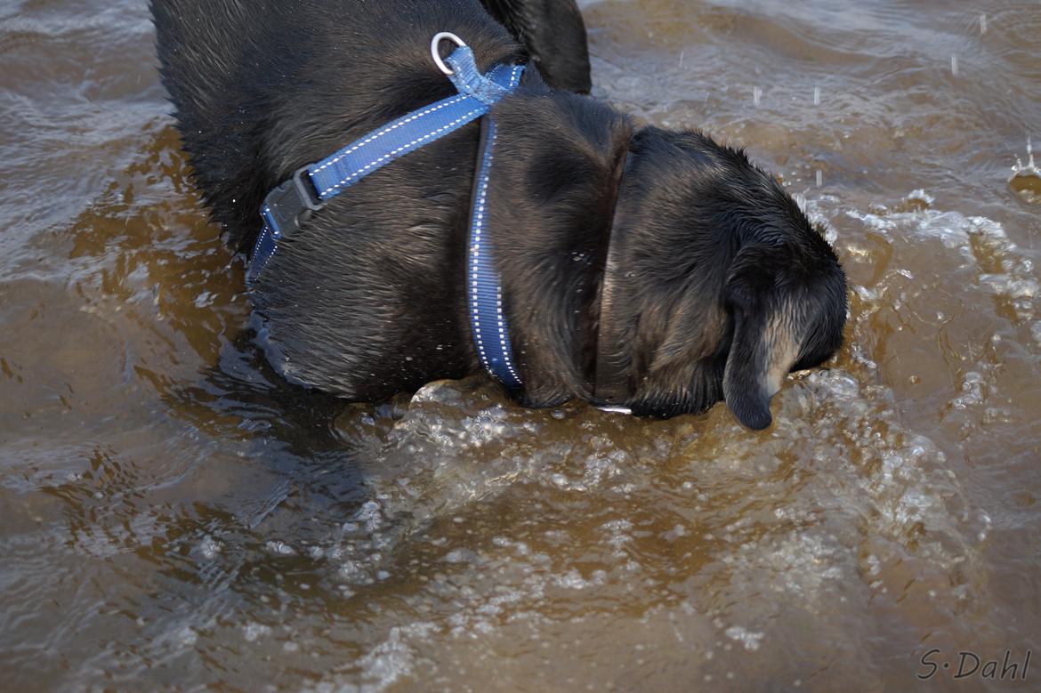 Labrador retriever Sofus - Jeg prøver at finde fisk i vandet. billede 19