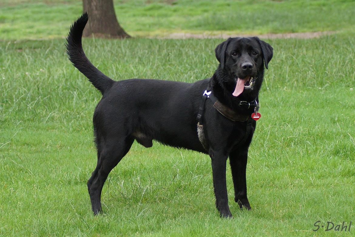 Labrador retriever Sofus billede 9