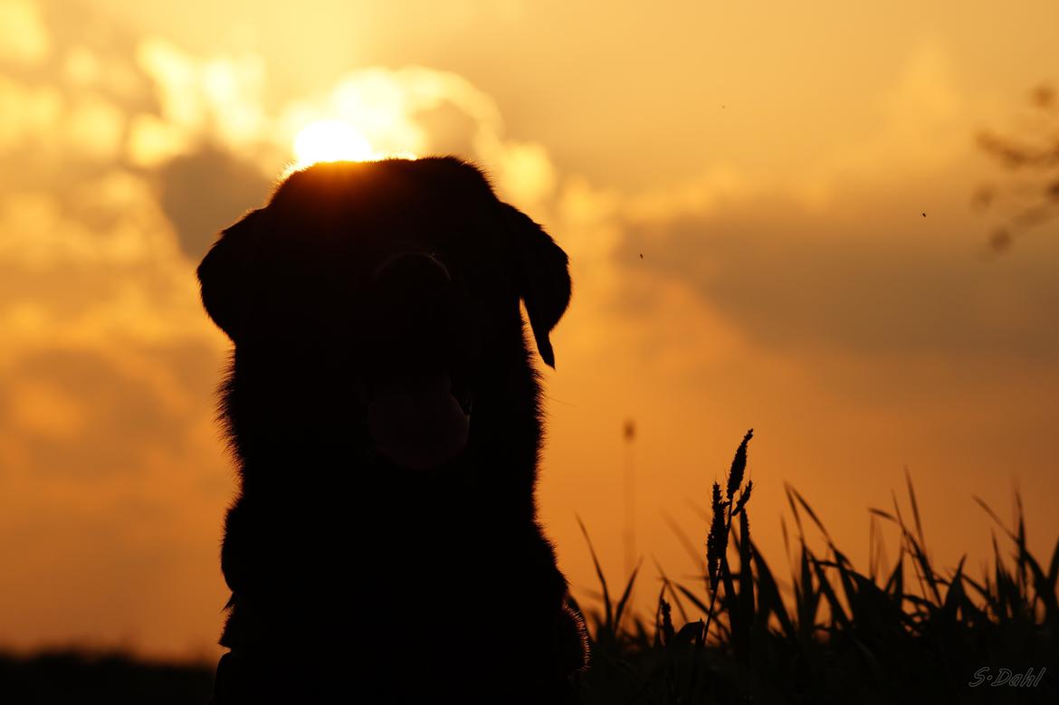 Labrador retriever Sofus billede 21