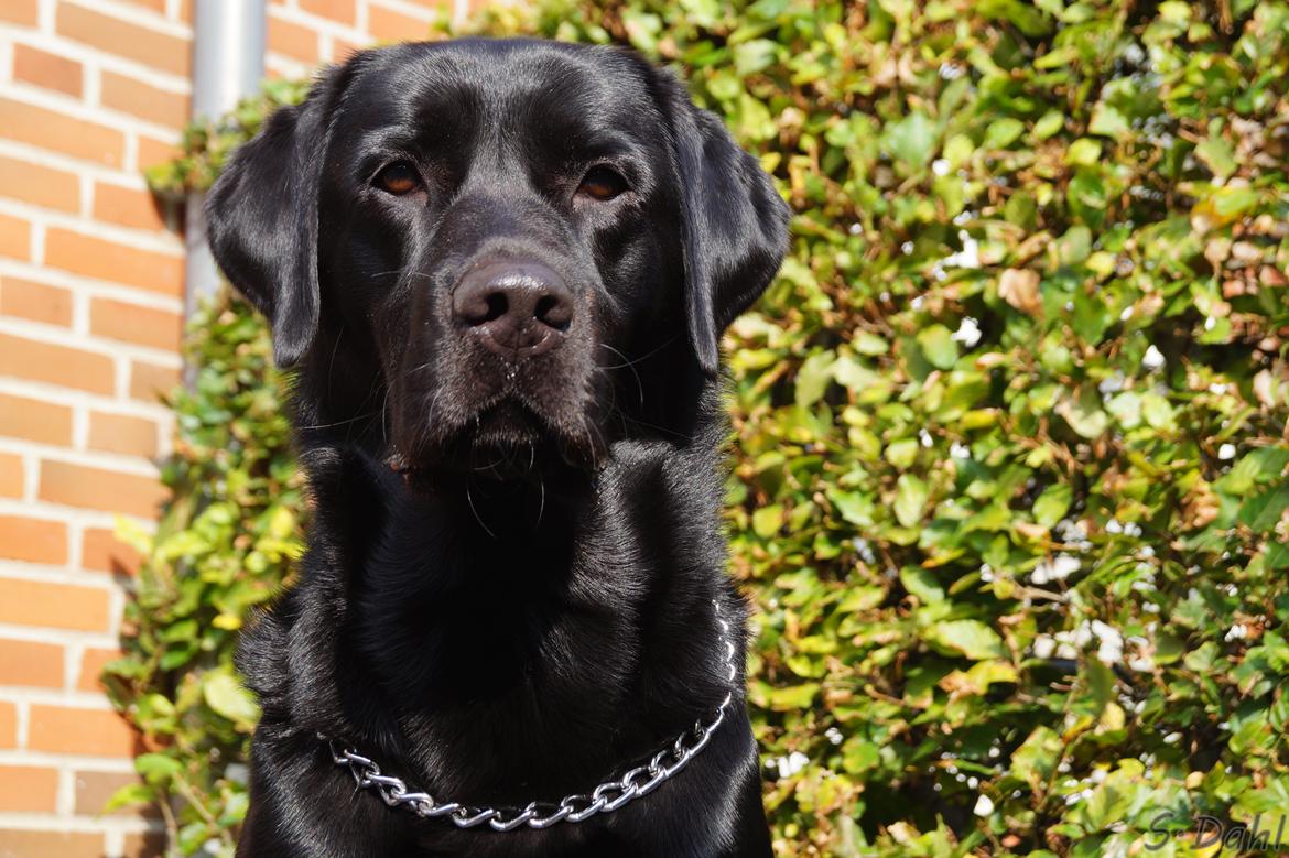 Labrador retriever Sofus billede 22