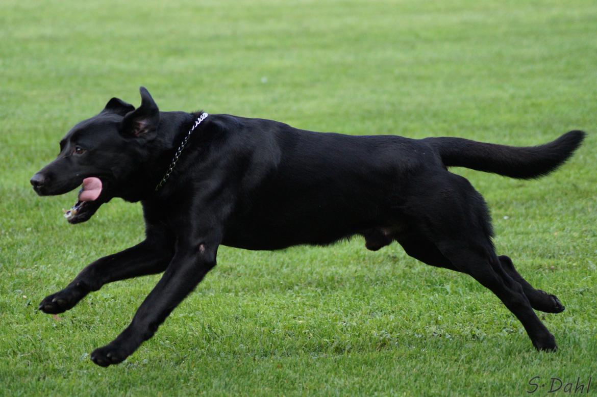 Labrador retriever Sofus billede 23