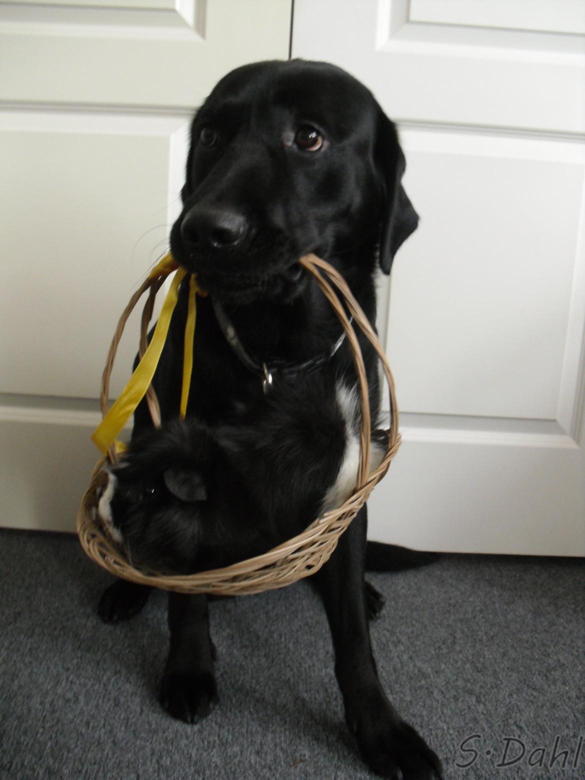 Labrador retriever Sofus - Sofus holder en kurv med min gamle marsvin <3 billede 24