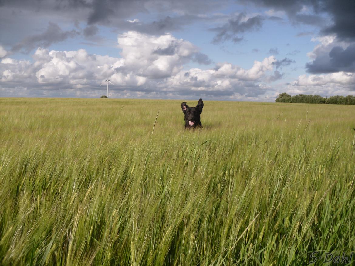 Labrador retriever Sofus - Juuhuuuu elsker at løbe i marker, og hoppe som kænguru XD billede 25