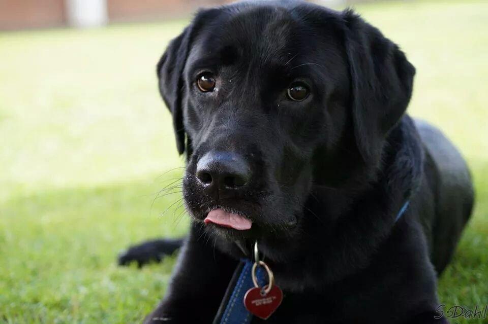 Labrador retriever Sofus - Række tunge på kommando ;) billede 38