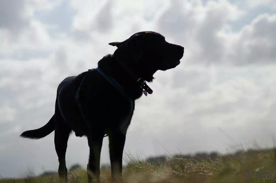 Labrador retriever Sofus - Nyder blæsvejret ;) billede 26