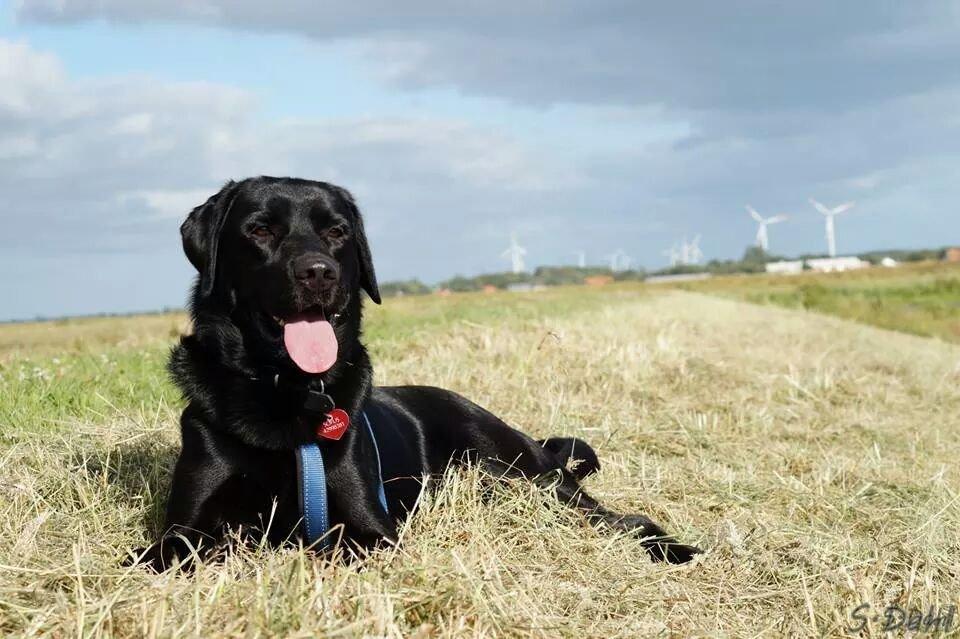 Labrador retriever Sofus billede 28