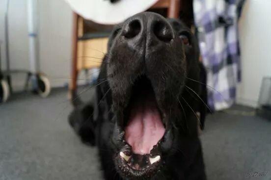 Labrador retriever Sofus - Gaber på kommando ;) billede 34
