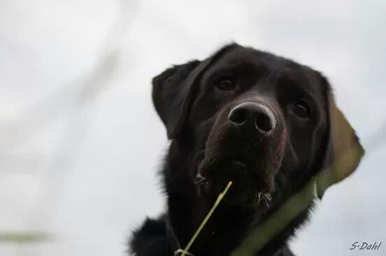 Labrador retriever Sofus billede 29