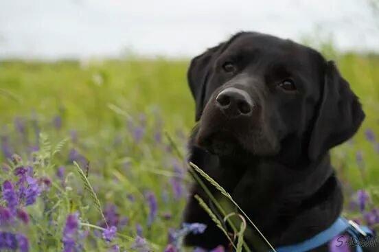 Labrador retriever Sofus billede 30