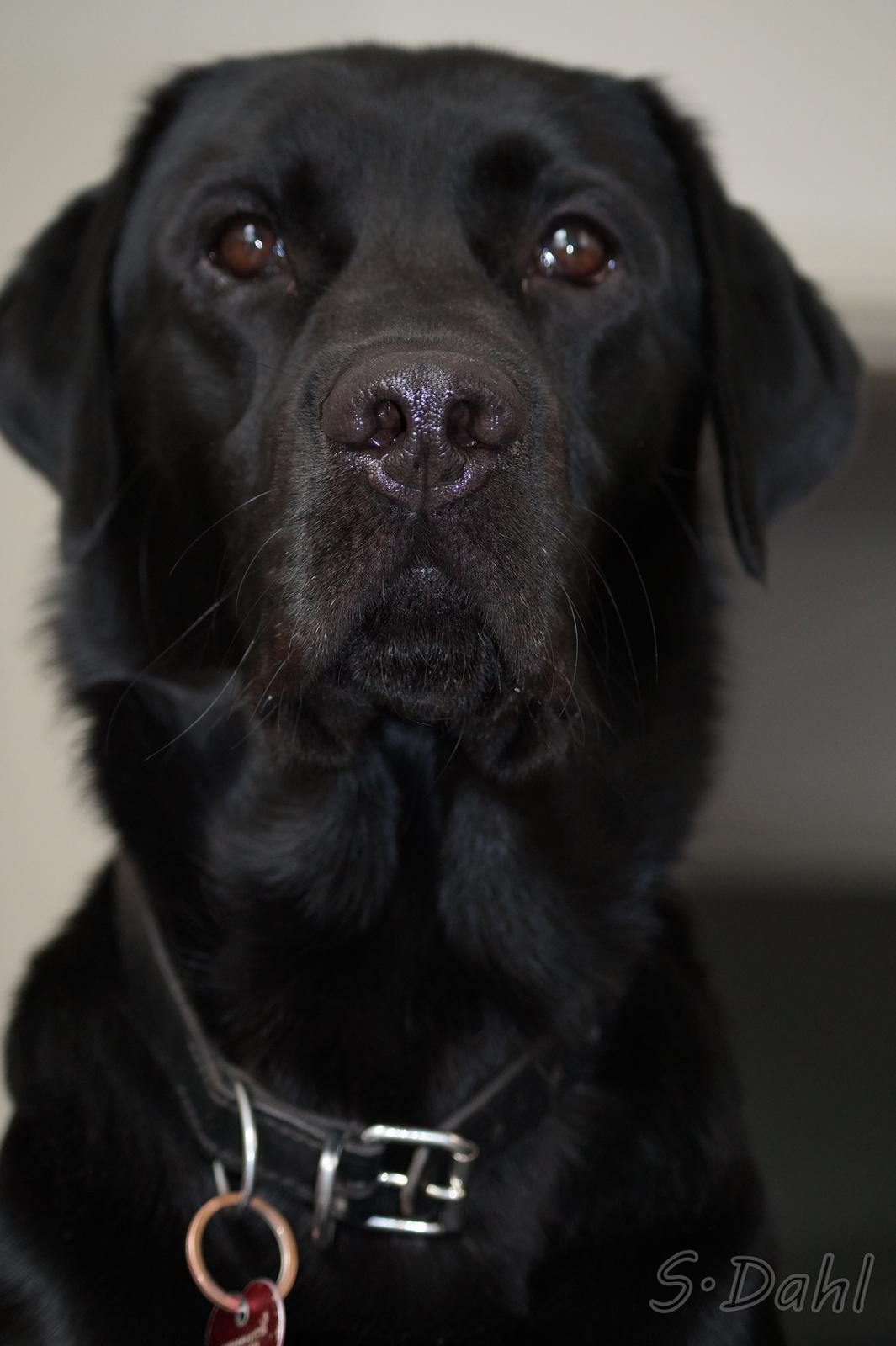 Labrador retriever Sofus billede 20