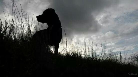 Labrador retriever Sofus billede 32