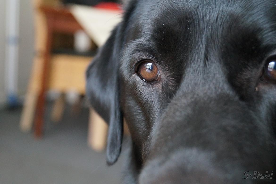 Labrador retriever Sofus billede 33