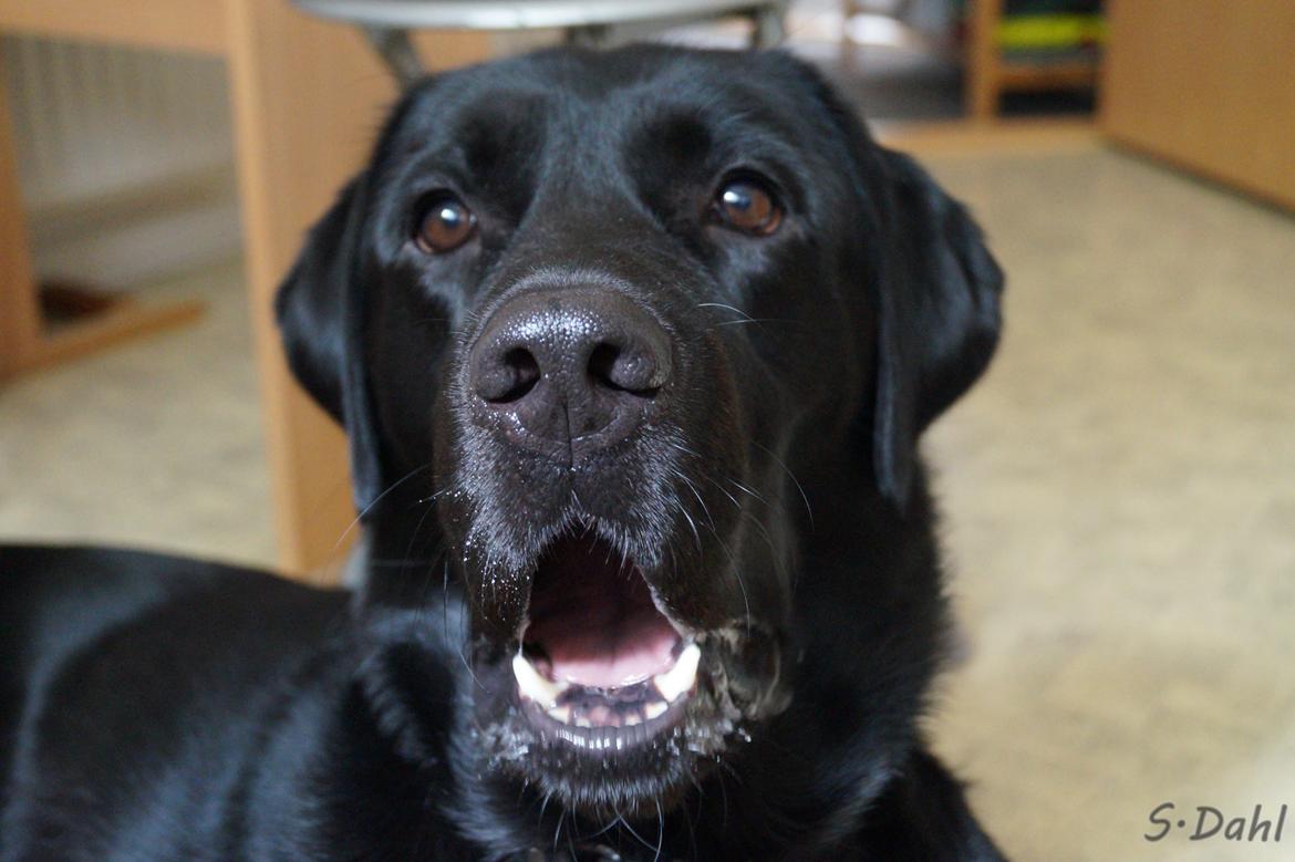 Labrador retriever Sofus - Gaber på kommando, dog prøver han at snyde her XD billede 36