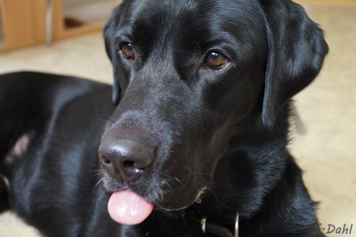 Labrador retriever Sofus - Igen række tunge på kommando ;) billede 39