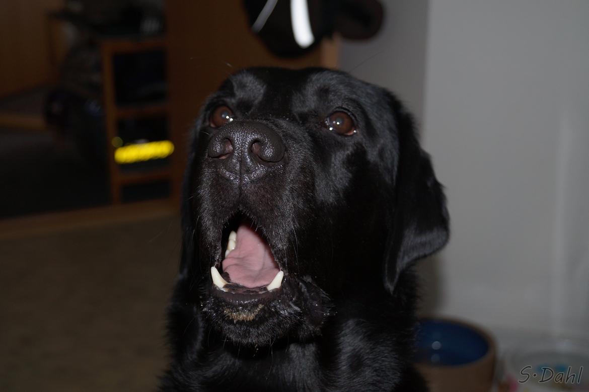 Labrador retriever Sofus - Gaber på kommando ;) billede 37